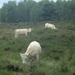 NS Wandeltocht, 5 juni 2012 033