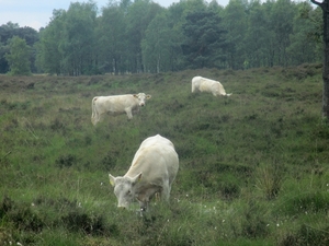 NS Wandeltocht, 5 juni 2012 033