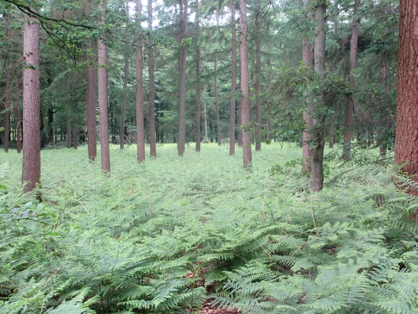 NS Wandeltocht, 5 juni 2012 050