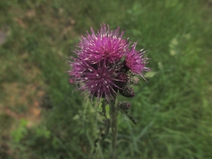 NS Wandeltocht, 5 juni 2012 064