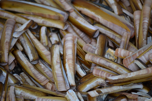 Massa aangespoelde messen op het strand