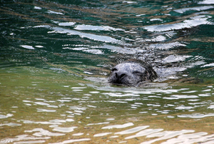 Zeehond