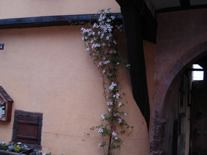 Alsace (220)