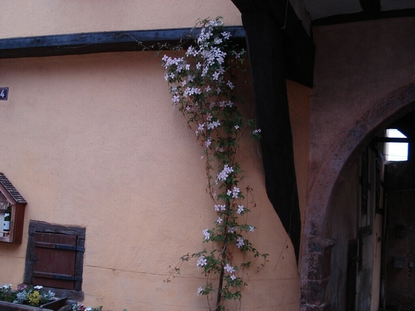 Alsace (220)
