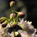 065