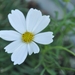 036