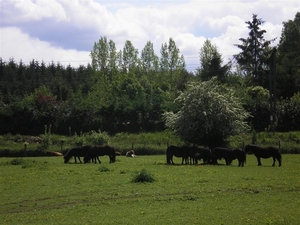 Shetland pony's