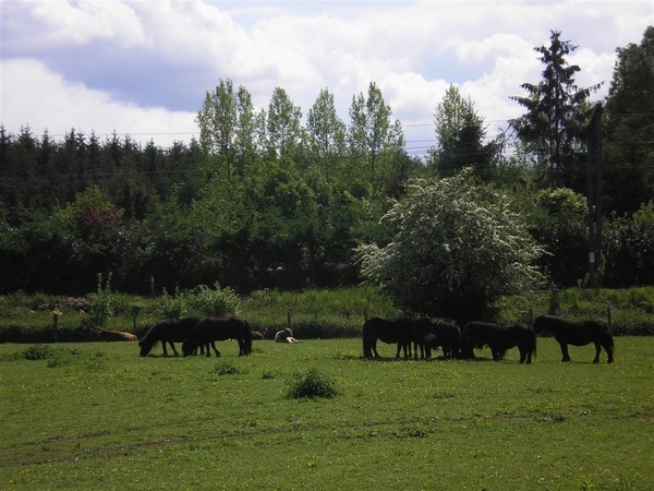 Shetland pony's