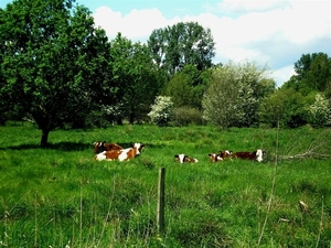 doodgewone grazers