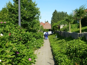 2012-06-10 Zellik 015