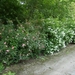 2012-06-09 KKT Gaasbeek 070