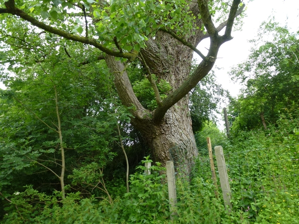 2012-06-11 Hekelgem 003