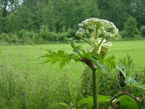 2012-06-11 Hekelgem 006