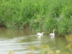 2012-06-17 Opwijk 021