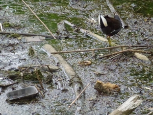 2012-06-17 Opwijk 027