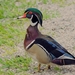 004 Wood Duck