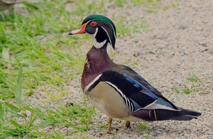 004 Wood Duck