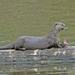 005 River Otter