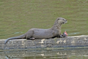 005 River Otter