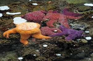 006 Sea Stars