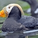011 Tufted Puffin