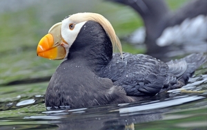 011 Tufted Puffin