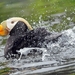 012 Tufted Puffin