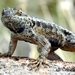 014 Western Fence Lizard