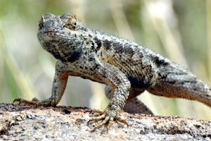 014 Western Fence Lizard