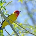 014 Western Tanager