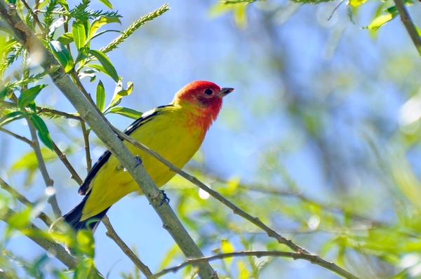 014 Western Tanager