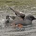 016 Pigeon Guillemont