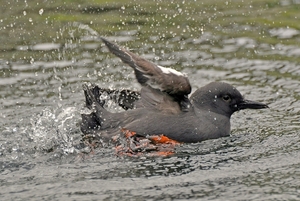 016 Pigeon Guillemont