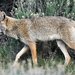 018 Coyote