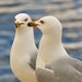 020 Ring Billed Gull