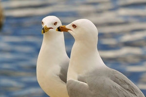 020 Ring Billed Gull