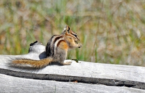 052 Golden-mantled Ground Squirrel