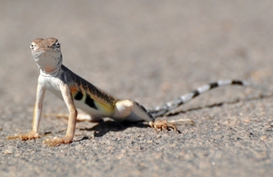 054 Zebratail Lizard