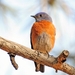 055 (32)  Western Bluebird