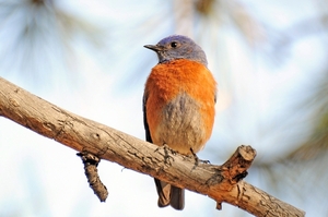 055 (32)  Western Bluebird