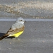 055 (36) Western Kingbird