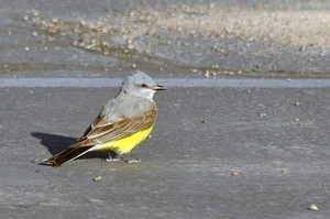 055 (36) Western Kingbird