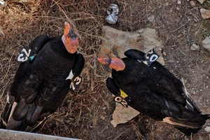 055 (41) California Condor