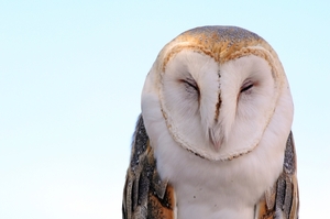 118 (2) Barn Owl