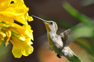 118 (3) Black-chinned Hummingbird Female