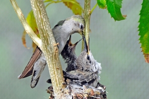 118 (4) Black-chinned Hummingbird Female