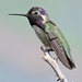 118 (5) Black-chinned Hummingbird Male