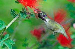 118 (6) Black-chinned Hummingbird Male