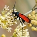 118 (7) Tarantula Hawks