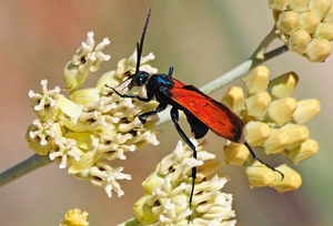 118 (7) Tarantula Hawks